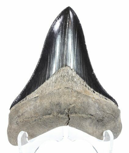 Killer, Fossil Megalodon Tooth - Georgia #60483
